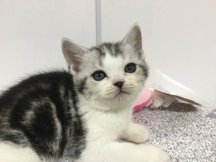 ID：2012-00315の子猫