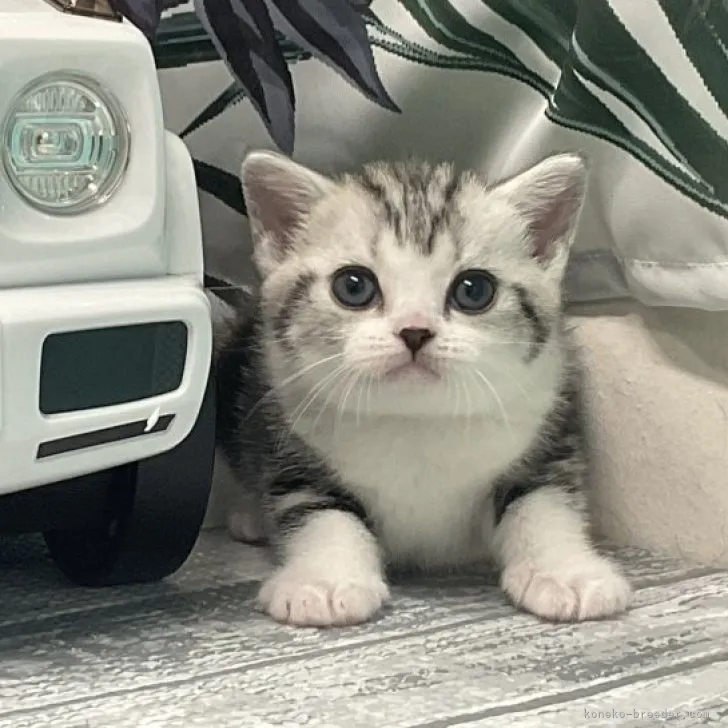 ID:2307-00166の子猫