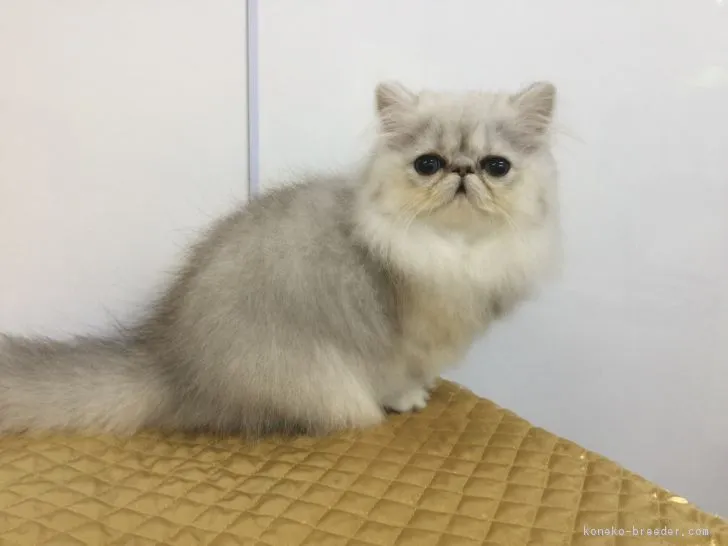 ID:1809-01122の子猫
