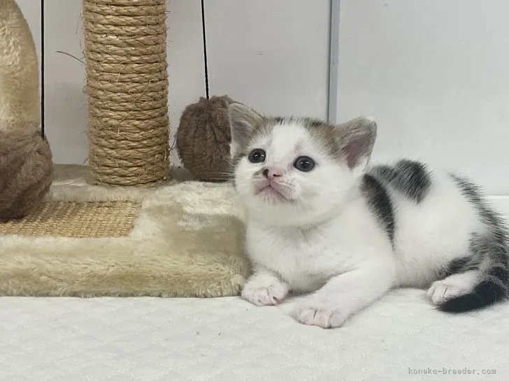ID:2107-00057の子猫