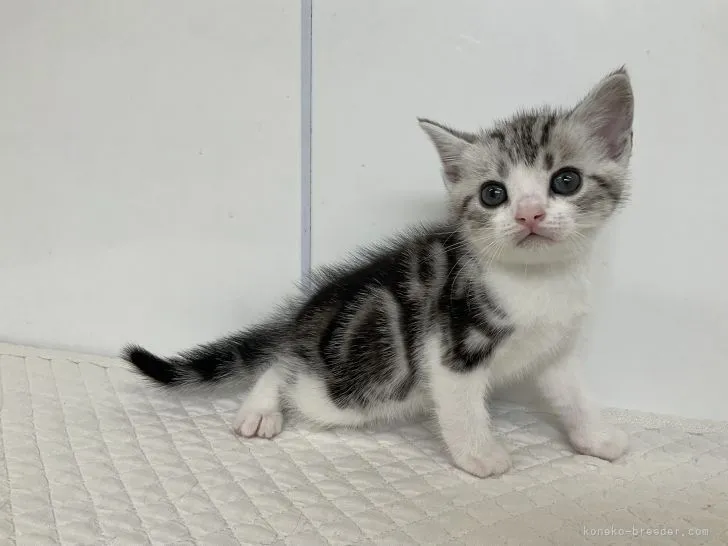 ID:2107-00852の子猫