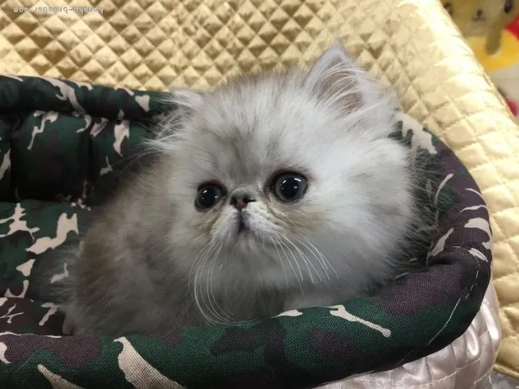 ID:1701-00346の子猫