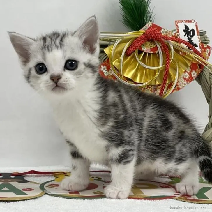 ID:2212-01647の子猫