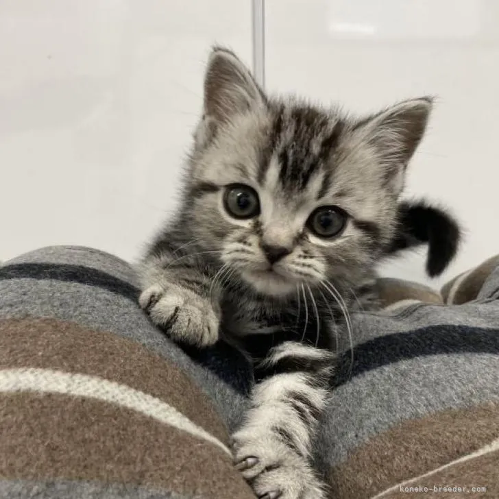 ID:2302-01209の子猫