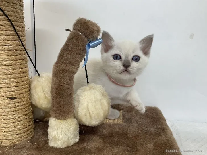 ID：2104-00674の子猫