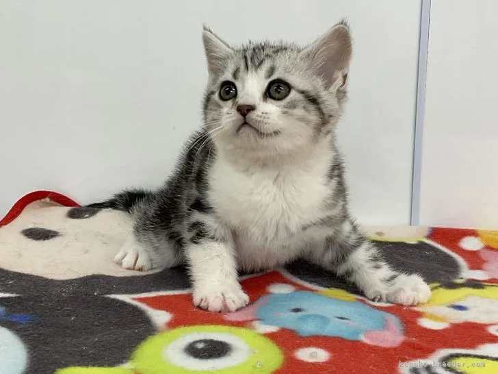 ID:2201-00523の子猫