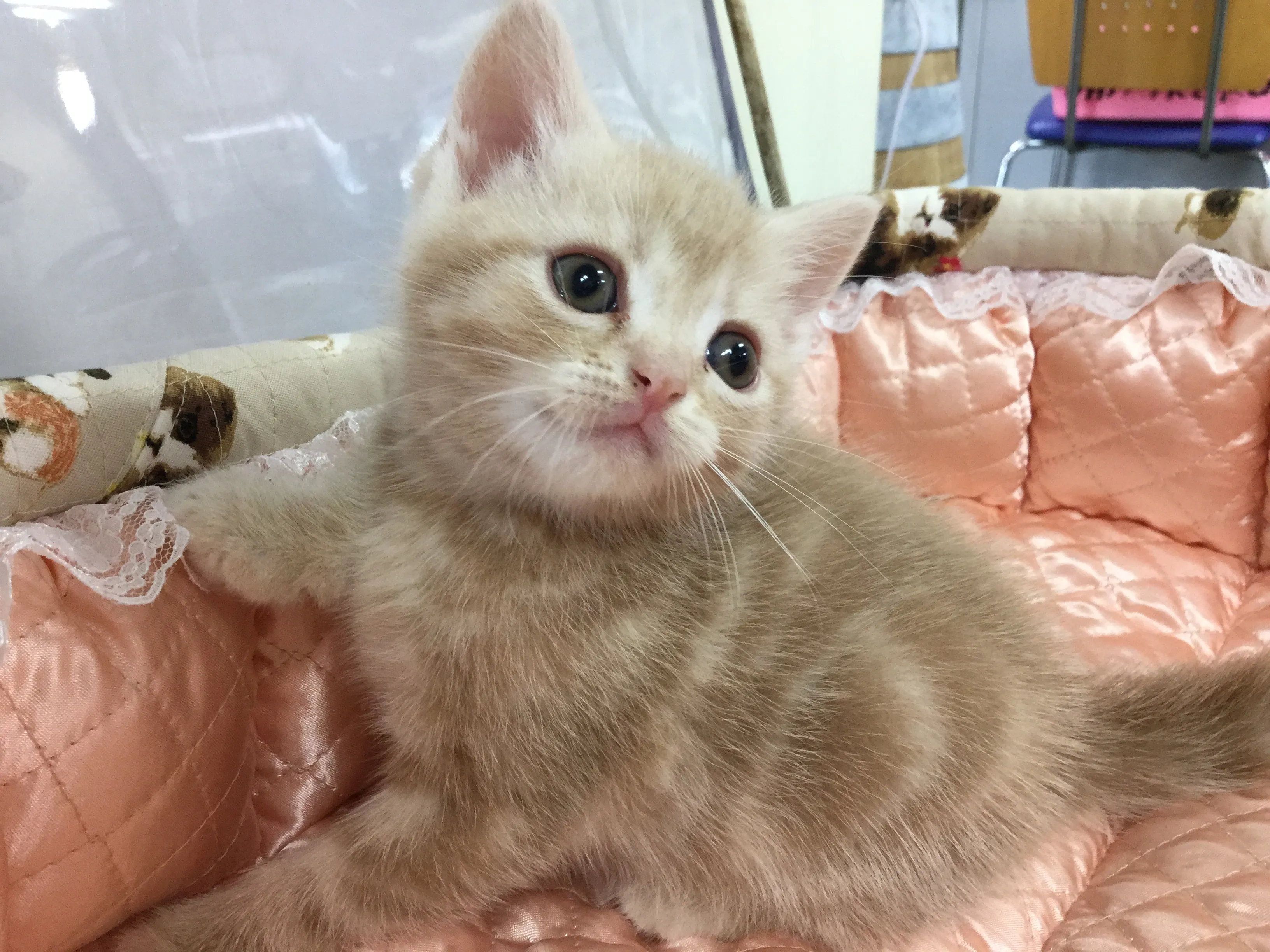 ID:1606-00354の子猫