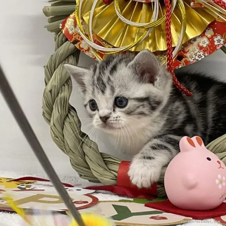 ID：2212-01653の子猫