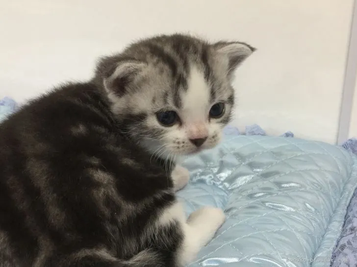 ID:1809-00557の子猫