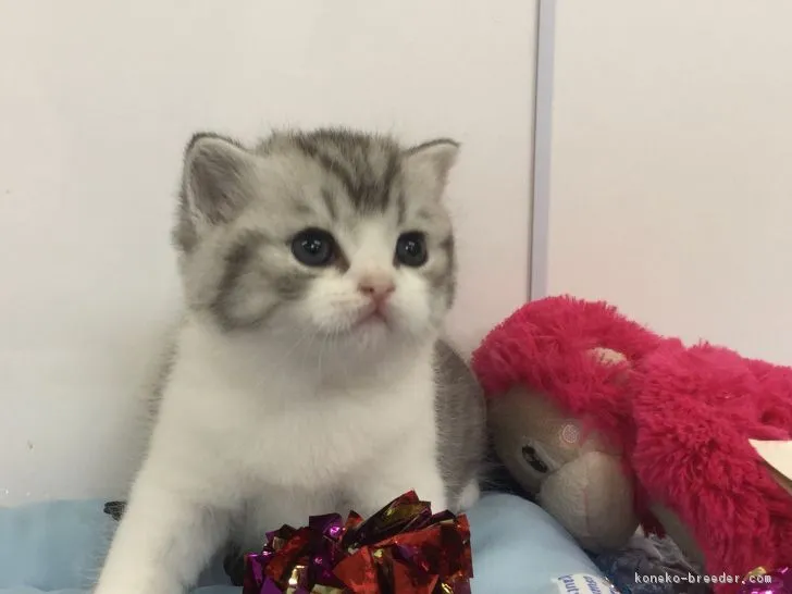 ID:1809-00346の子猫