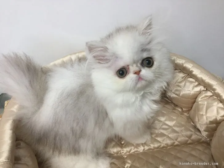 ID:1705-01309の子猫