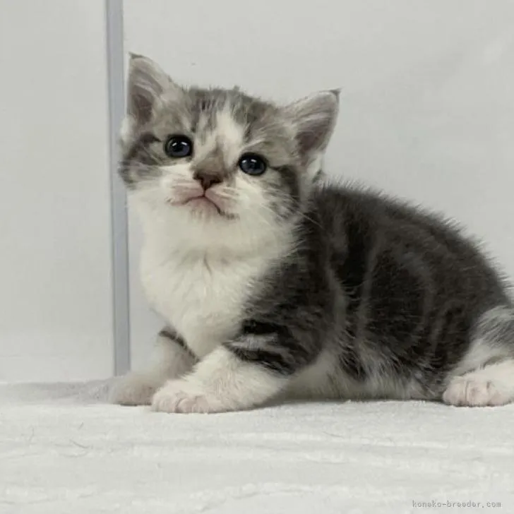 ID:2207-00319の子猫