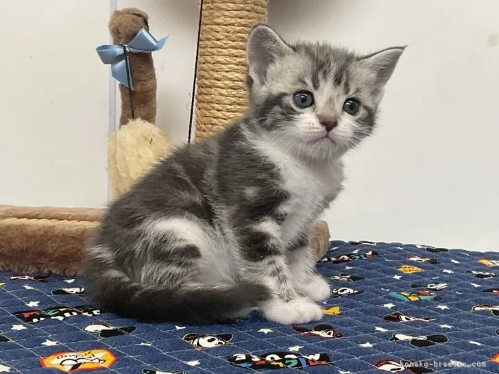 ID:2109-00206の子猫