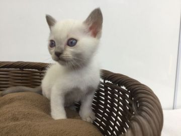 トンキニーズ【愛知県・男の子・2019年4月20日・プラチナポイント(予定)】の写真「当キャッテリーで初の出産！まだ希少な猫種です❣️」