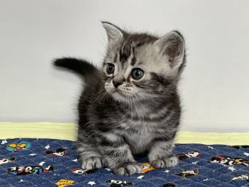 アメリカンショートヘア【愛知県・男の子・2021年9月30日・シルバータビー】の写真「僕のことも見てね👀」