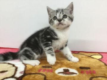 アメリカンショートヘア【愛知県・男の子・2020年8月5日・シルバータビー&ホワイト】の写真「将来有望😻❣️」