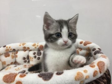 アメリカンショートヘア【愛知県・男の子・2017年10月8日・ブルータビー&ホワイト】の写真「当キャッテリー初の希少色･･･「＆ホワイト」惜譲！」