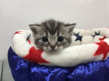 アメリカンショートヘア【愛知県・男の子・2018年3月4日・ブルータビー】の写真「パパ猫が「猫のカタログ2018年版」に載ってます♪」