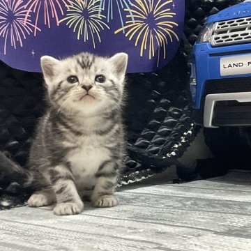 アメリカンショートヘア【愛知県・男の子・2023年7月6日・シルバータビー】の写真「サイトデビューから満7周年🎊有り難うございます❕」