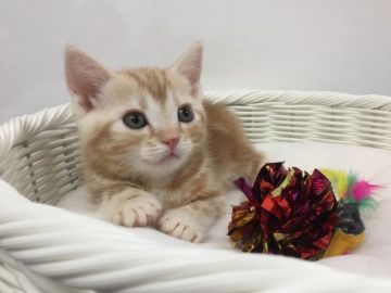アメリカンショートヘア【愛知県・男の子・2018年3月4日・レッドタビー】の写真「パパ猫が「猫のカタログ2018年版」に載ってます♪」