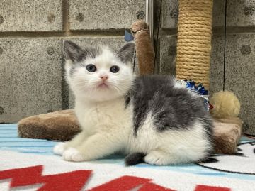 アメリカンショートヘア【愛知県・男の子・2022年2月2日・ブルータビー&ホワイト】の写真「素晴らしいブルー＆ホワイトのコントラスト👍」