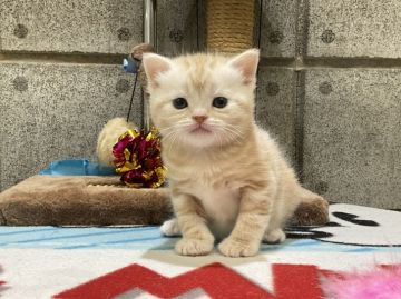アメリカンショートヘア【愛知県・男の子・2022年2月12日・レッドタビー】の写真「将来が楽しみなボクちゃんです💛」