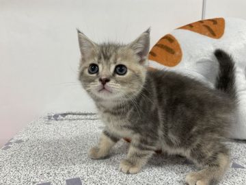 アメリカンショートヘア【愛知県・女の子・2021年7月20日・ブルーパッチドタビー】の写真「ブルーの毛色に程よいクリームのパッチの女子です👧」