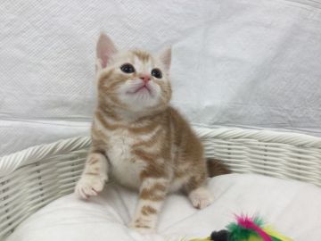 アメリカンショートヘア【愛知県・男の子・2018年3月4日・レッドタビー】の写真「パパ猫が「猫のカタログ2018年版」に載ってます♪」