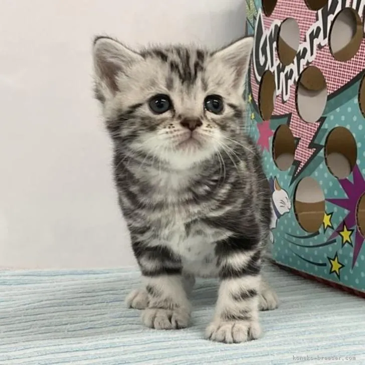 ID：2206-02890の子猫