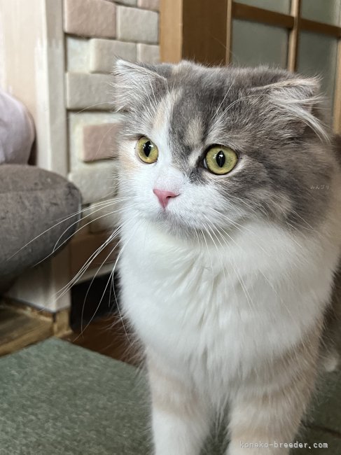 我が舎のキングパパ👑｜濱田　恵美子(はまだ　えみこ)ブリーダー(兵庫県・スコティッシュフォールド・JCC（旧ACC）登録)の紹介写真2