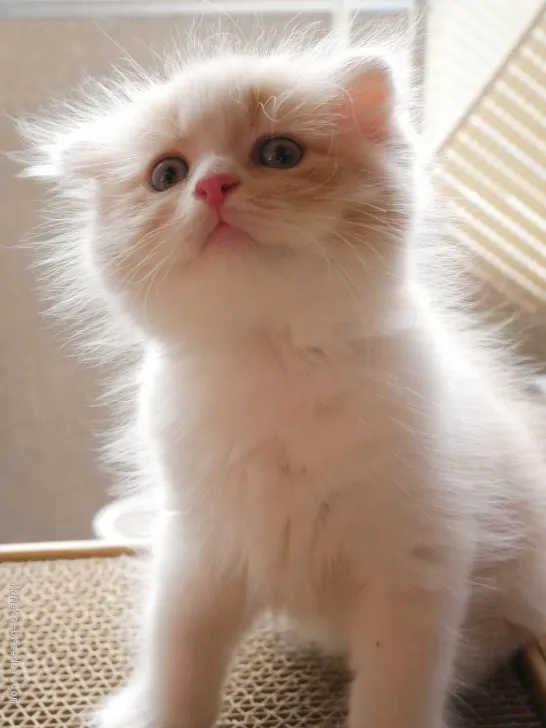 ID：2008-00542の子猫