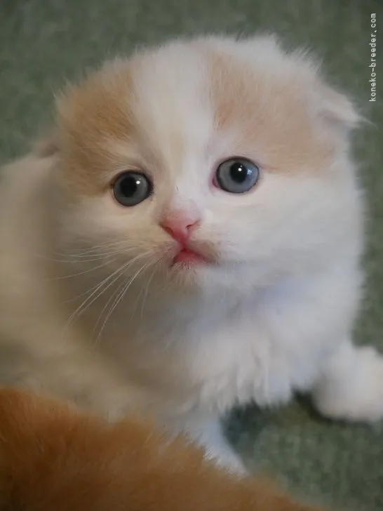 マチコ 様のお迎えした子猫