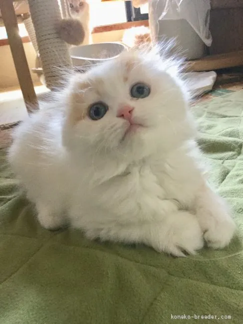 ID：1903-01160の子猫