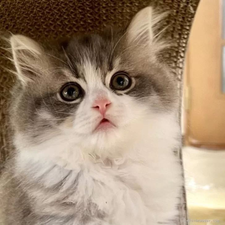 ID:2405-00537の子猫