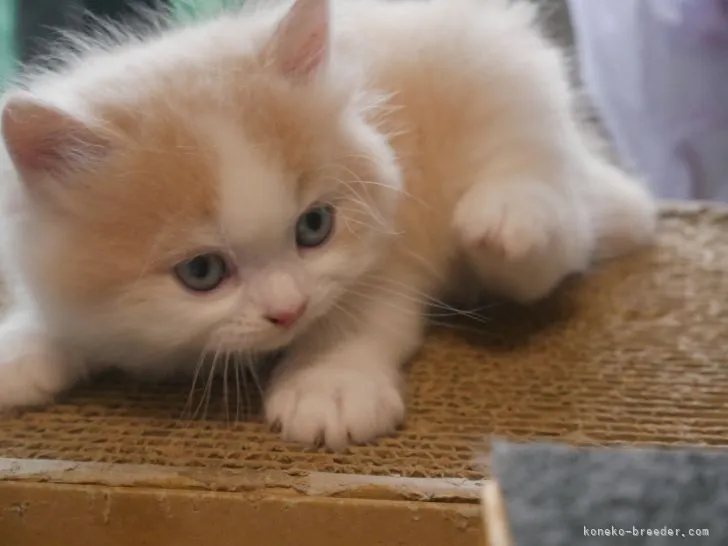 ID：2105-00457の子猫