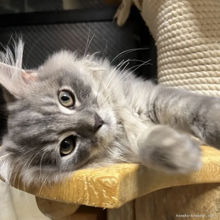 ID:2304-01310の子猫
