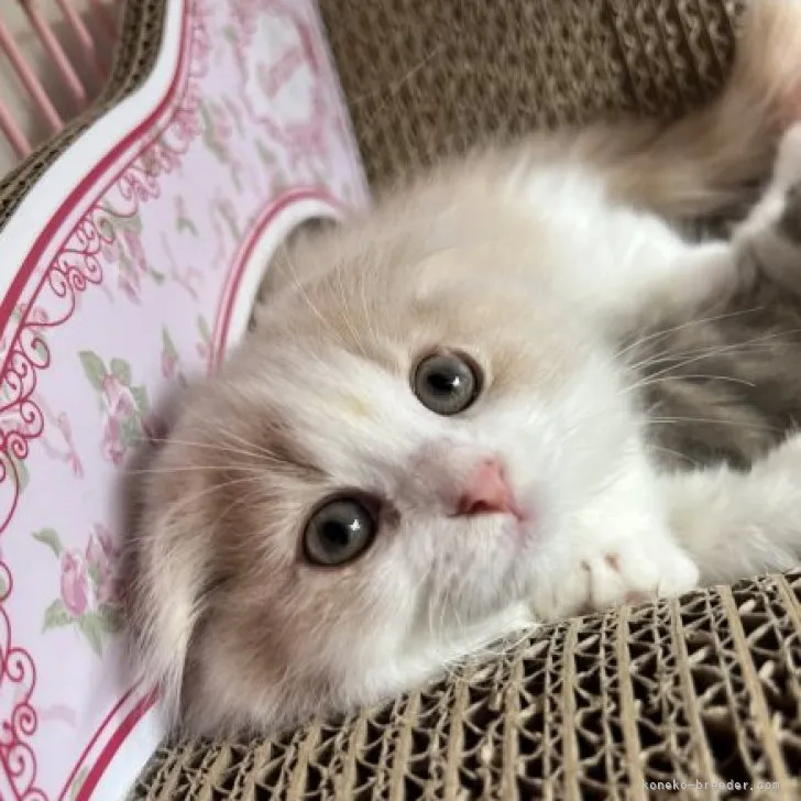 ID:2304-00072の子猫