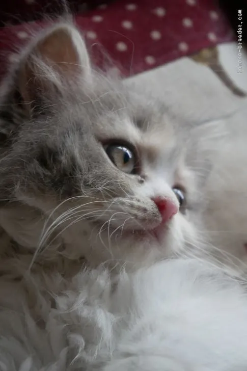 ID：1706-00061の子猫