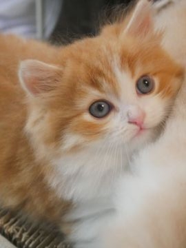 スコティッシュフォールド(立ち耳)【兵庫県・男の子・2021年4月7日・レッドタビー&ホワイト（セミロング~ロング）】の写真「元気でやんちゃな男の子。」