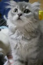 スコティッシュフォールド(折れ耳)【兵庫県・女の子・2017年4月29日・ブルータビー&ホワイト】の写真1「ｶﾜ(・∀・)ｲｲ!!　=^_^=」