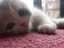 スコティッシュフォールド(立ち耳)【兵庫県・女の子・2018年3月27日・ブルーパッチドタビー&ホワイト】の写真1「可愛いポーズはお任せ💖」