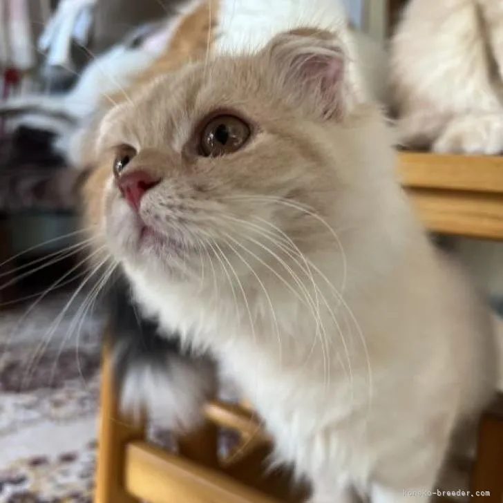 ID：2208-00856の子猫