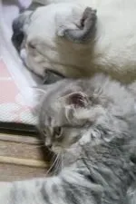 スコティッシュフォールド(折れ耳)【兵庫県・女の子・2017年4月29日・ブルータビー&ホワイト】の写真4「仲良し💛」