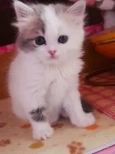 スコティッシュフォールド(立ち耳)【兵庫県・女の子・2018年3月27日・ブルーパッチドタビー&ホワイト・バン】の写真4「甘えんぼ💕」