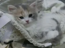 スコティッシュフォールド(立ち耳)【兵庫県・女の子・2018年3月27日・ブルーパッチドタビー&ホワイト】の写真5「ワクチン接種後、リラックスし過ぎww」