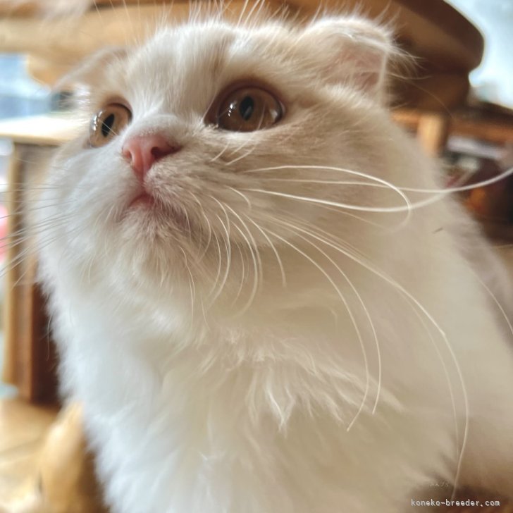 ブリーダー画像