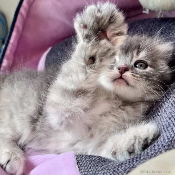 Y.N 様のお迎えした子猫