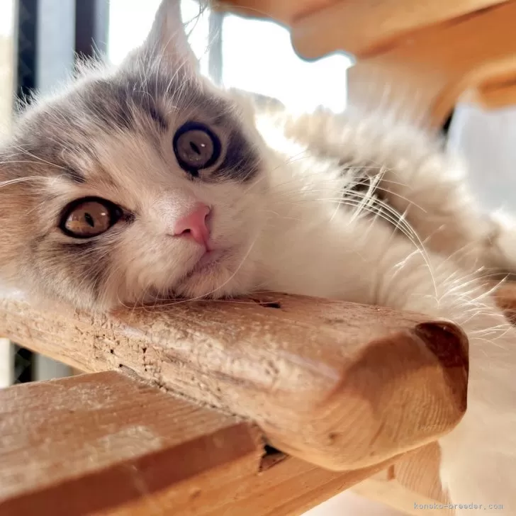 スコティッシュフォールド(立ち耳)【兵庫県・男の子・2025年8月6日・ブルータビー&amp;ホワイト】の写真1