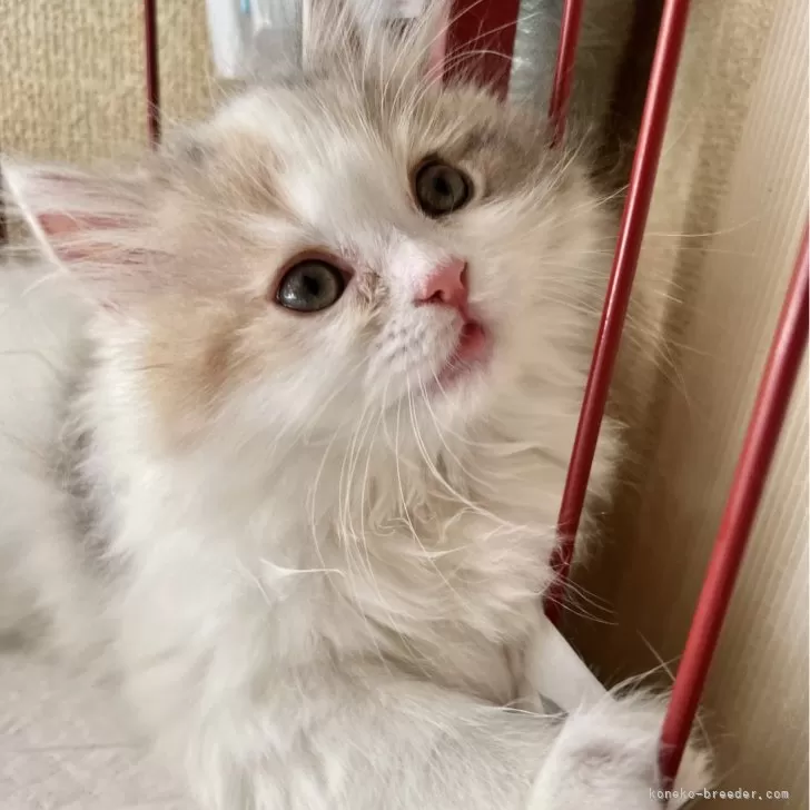 A.O 様のお迎えした子猫