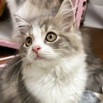 スコティッシュフォールド(立ち耳)【兵庫県・男の子・2025年8月6日・ブルータビー&ホワイト（セミ〜ロング）】の写真「キュートな男の子」